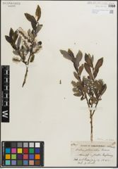 Foto von Salix glaucops Andersson